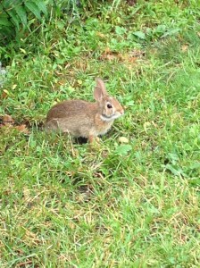 I know this post is a little long-winded, so here's a picture of a bunny.